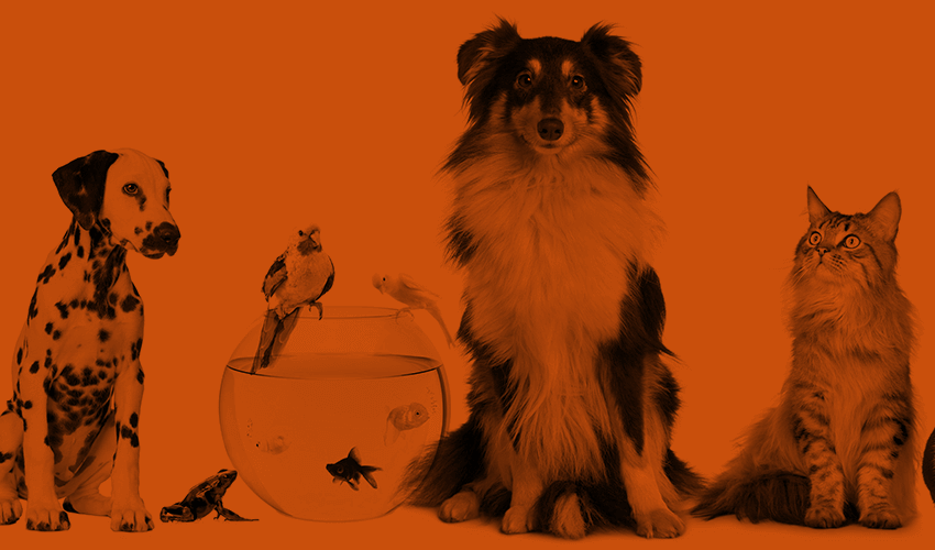 Cum sa convingem proprietarii sa accepte animale de companie by Kastel Group